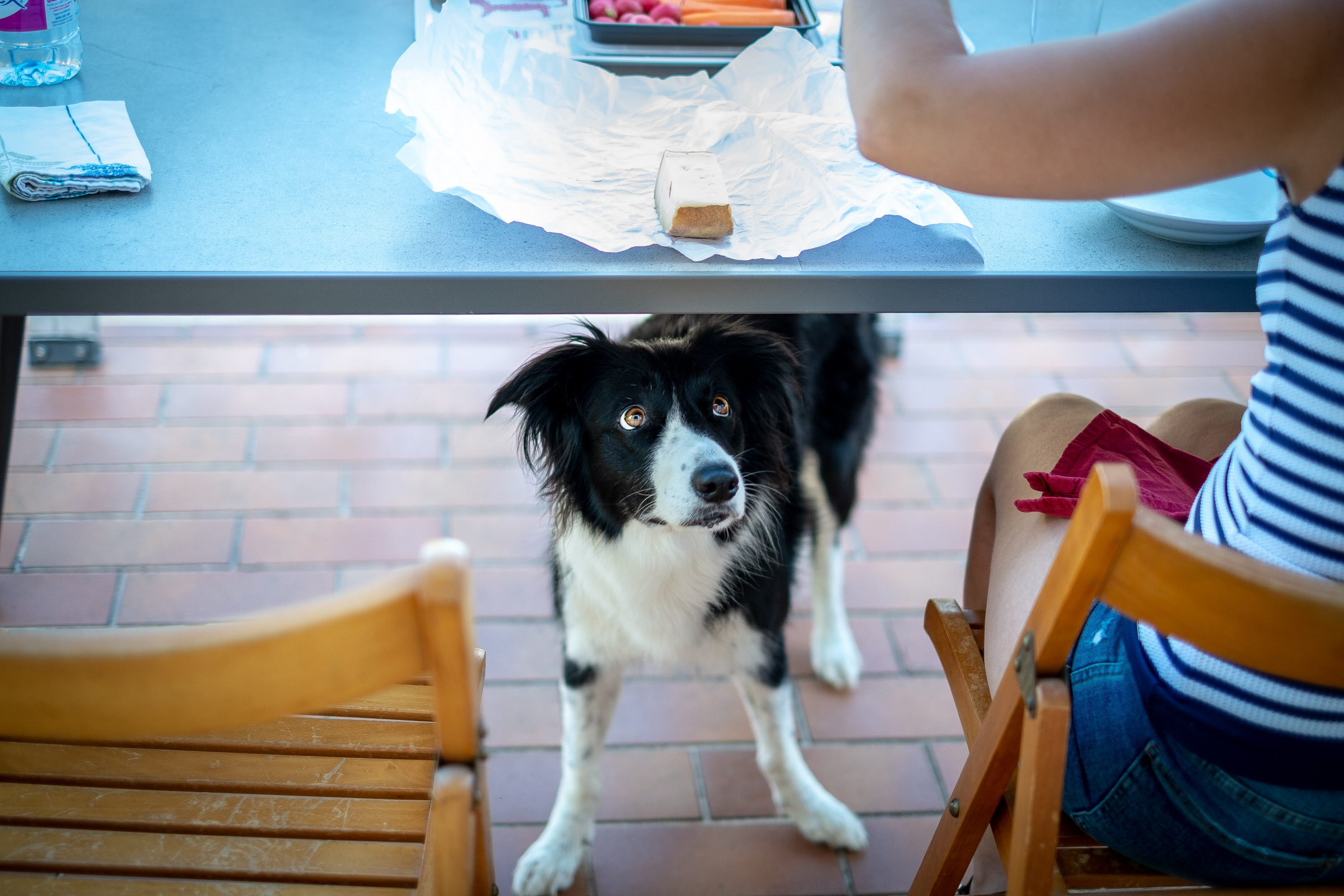 Full shot of Heaven, a black and white border collie, eyeing a slice of cheese from under the table.