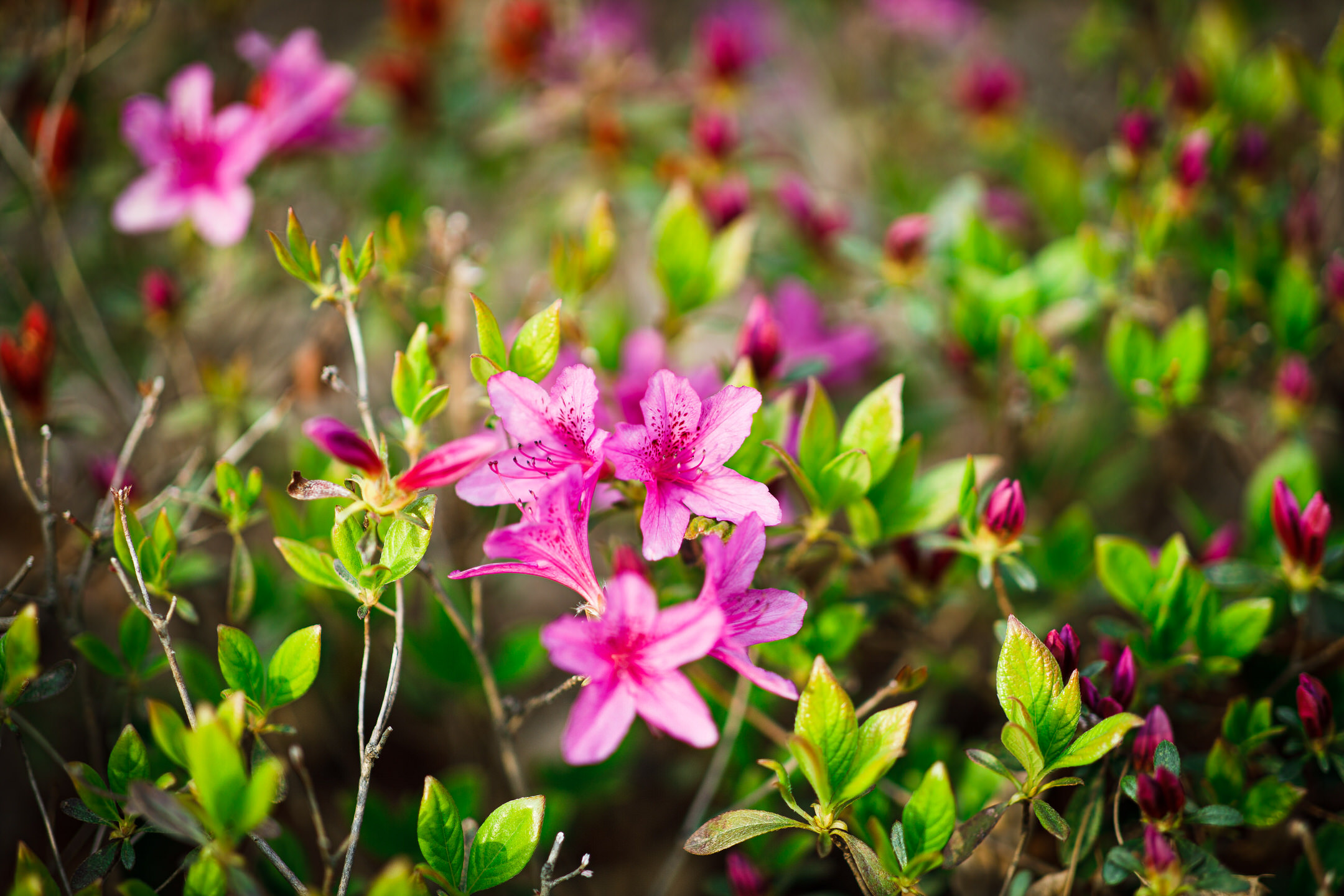 Close-up of pink flowers from a shrub surrounded by young, green leaves.