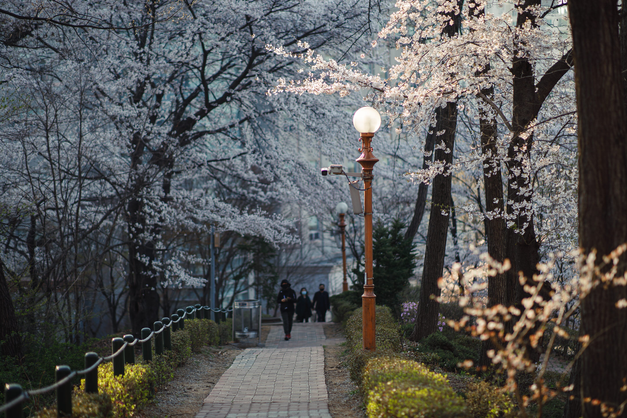 Bosky path surrounded by cherry trees on an university campus.