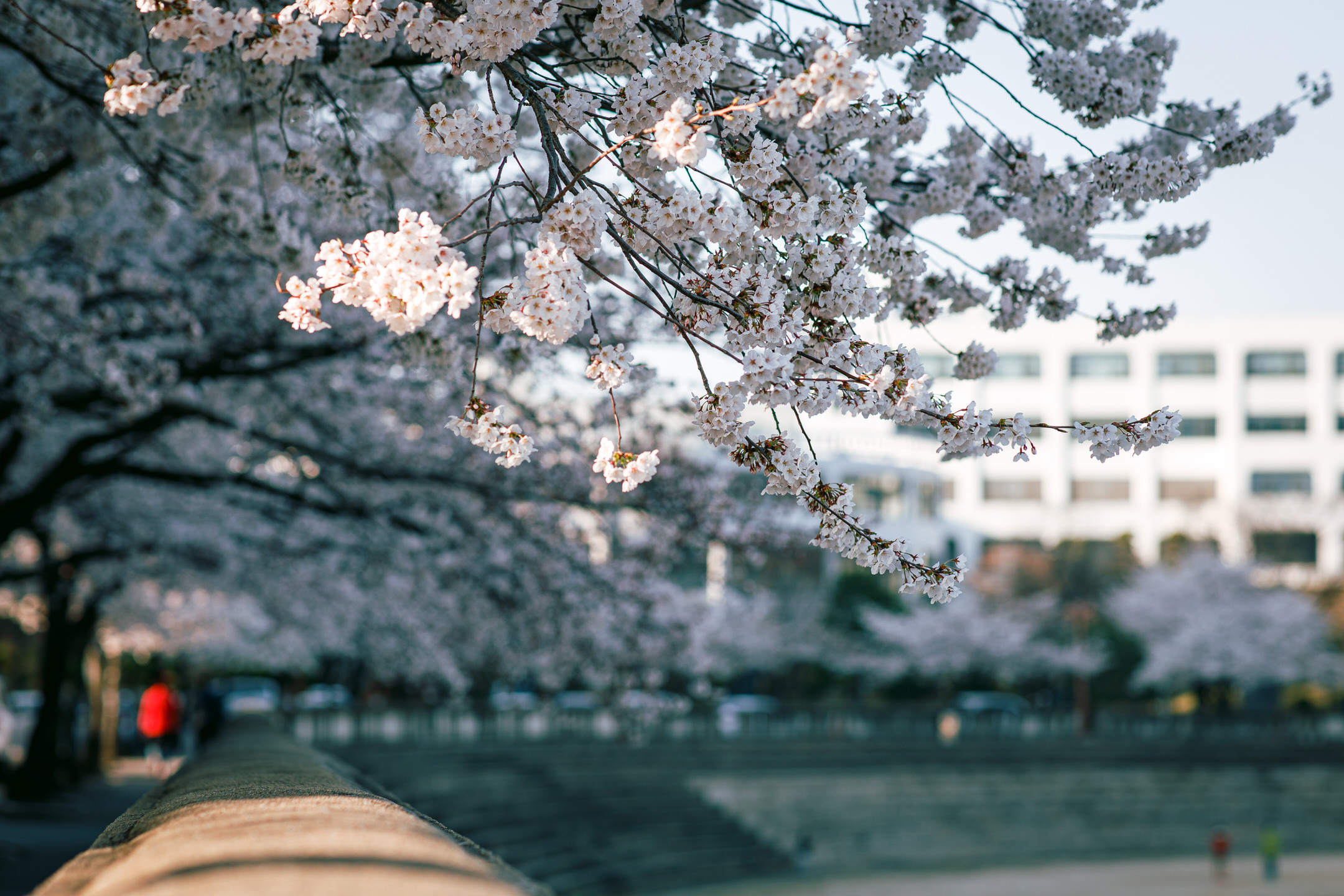 Branches from cherry trees in full bloom extend from the upper left side over the out-of-focus stands of a stadium.
