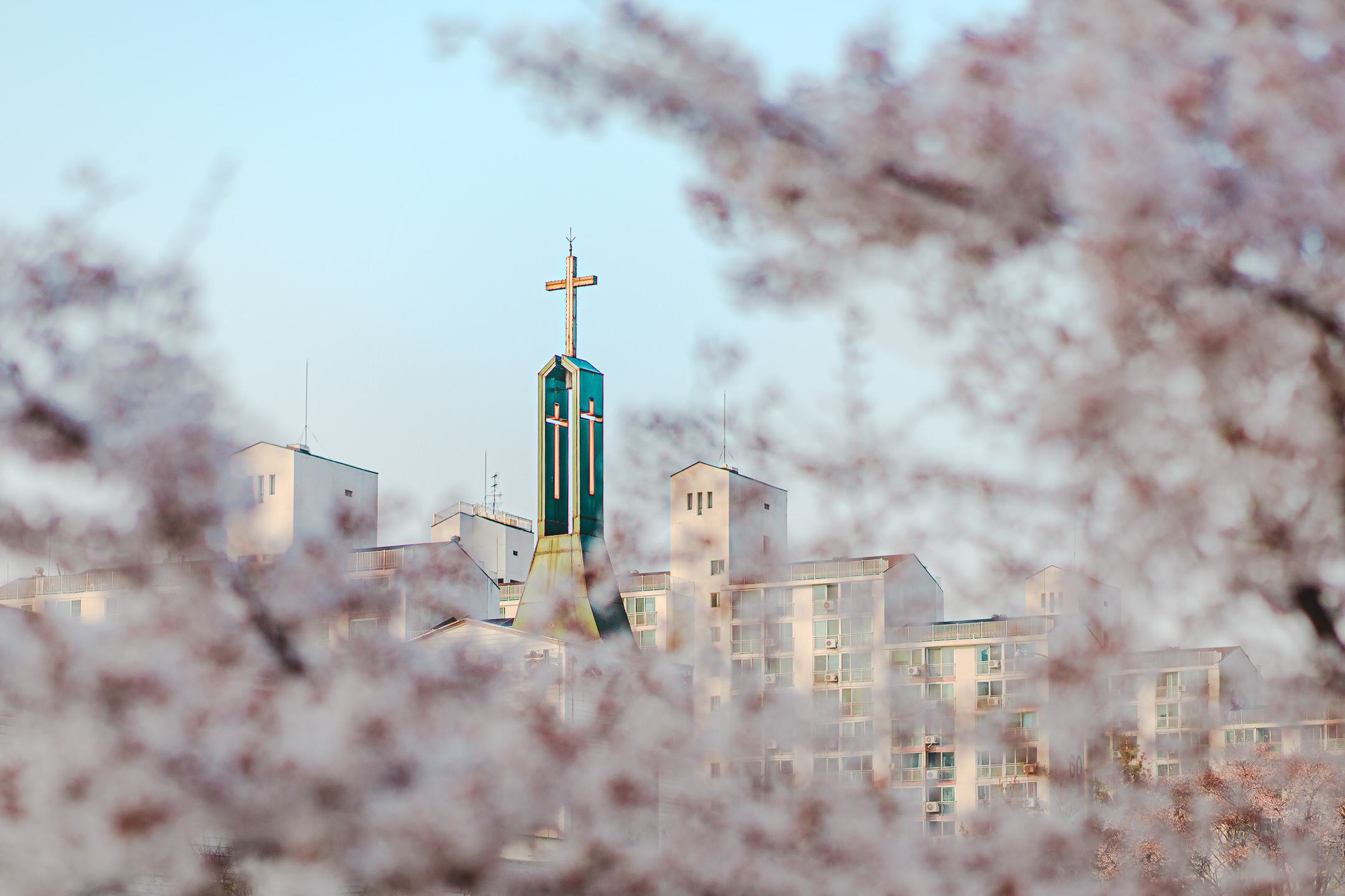 The tower of a Protestant church, located on the bank of the Woncheon River in Suwon and seen from behind out-of-focus cherry blossoms.